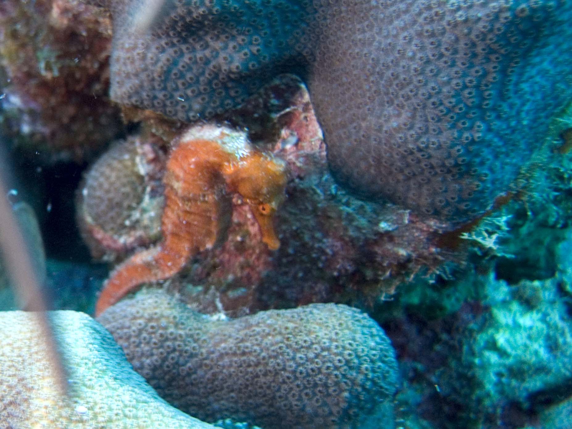 gal/Bonaire 2006/SeahorseCropped5x3.jpg